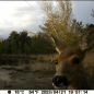 WildcameraXL Camouflage SM4 Pro