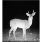 WildcameraXL Camouflage EZ-Solar WIFI