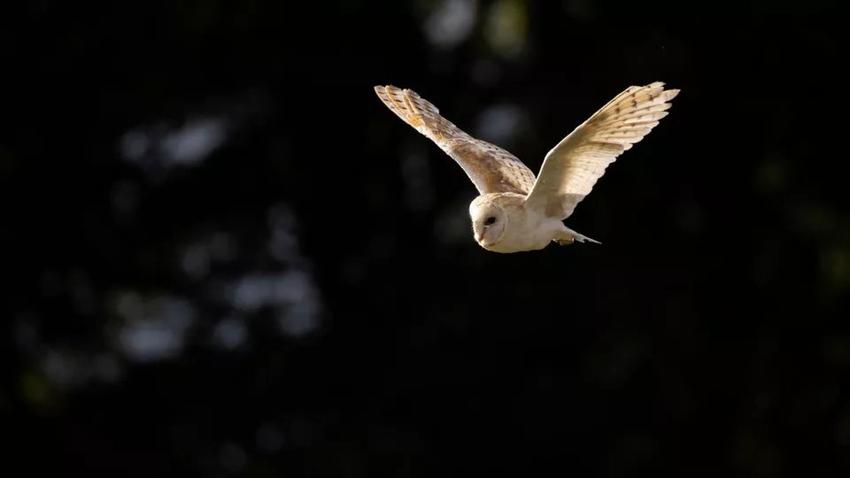 Błyskawiczny autofokus