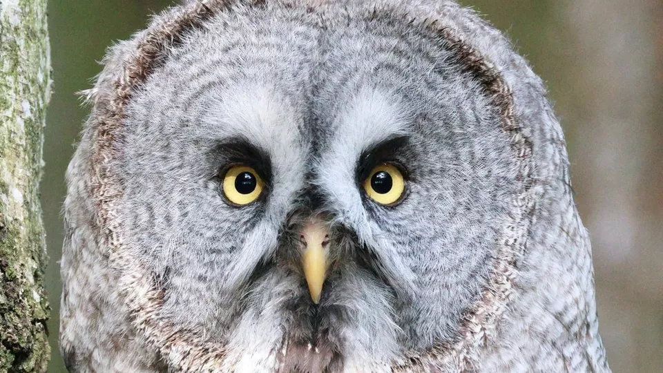 Uchwyć obiekty z większą wyrazistością