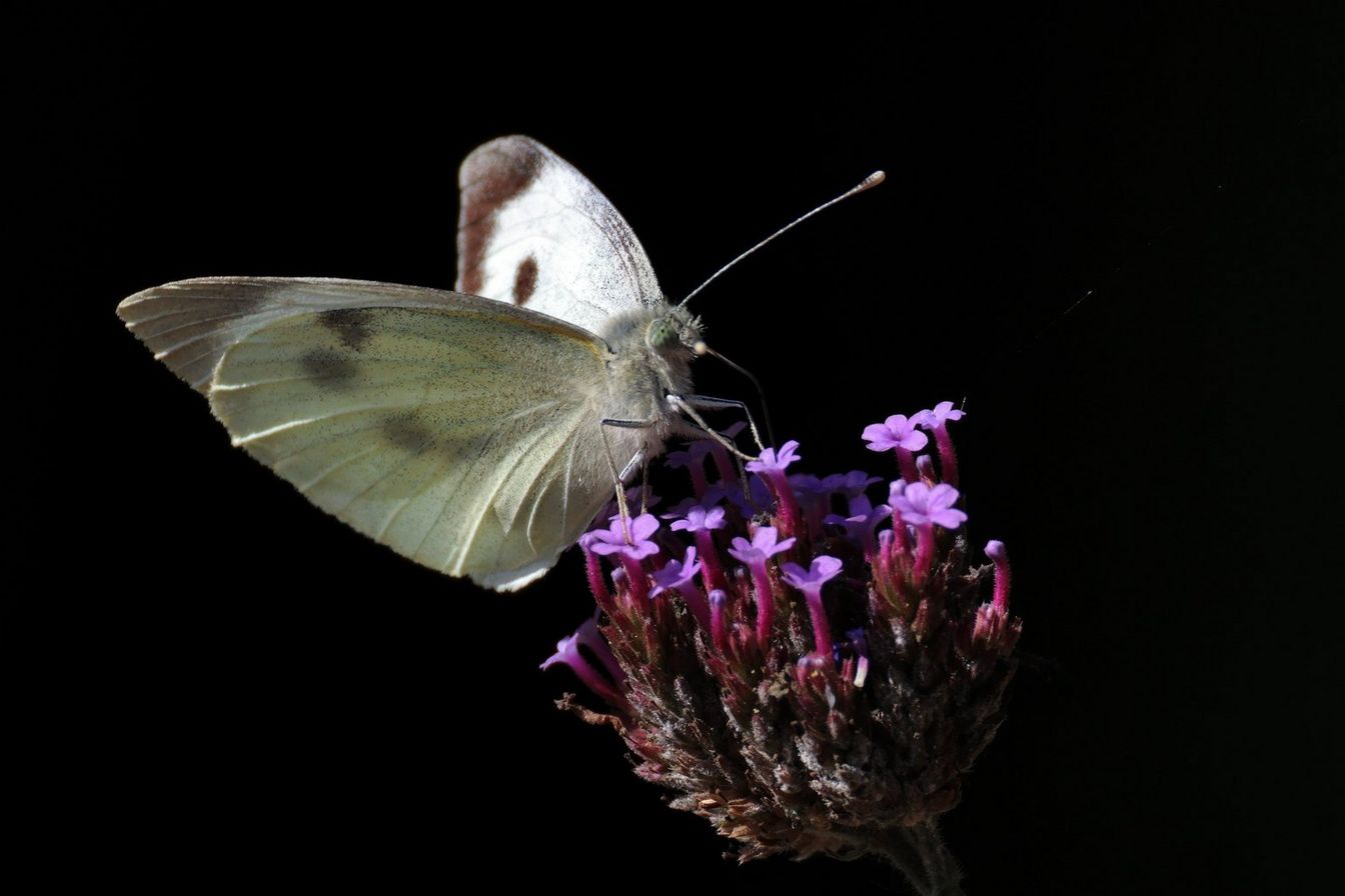 Zdjęcie przykładowe RF 200-800 #4