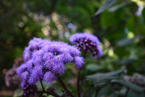 nikkor_z_14-30mm_f4_s_brilliant_flowers_475x317--original.png