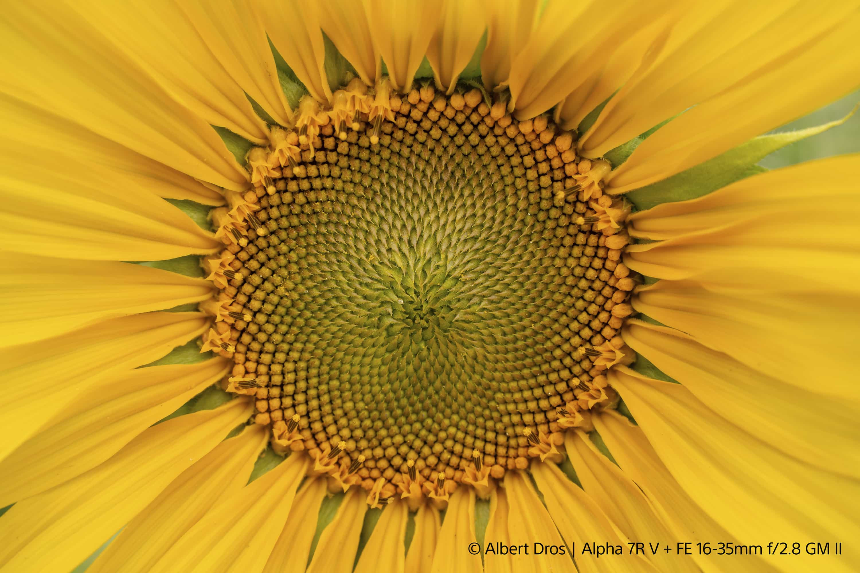 zdjecie sony przykładowe 2