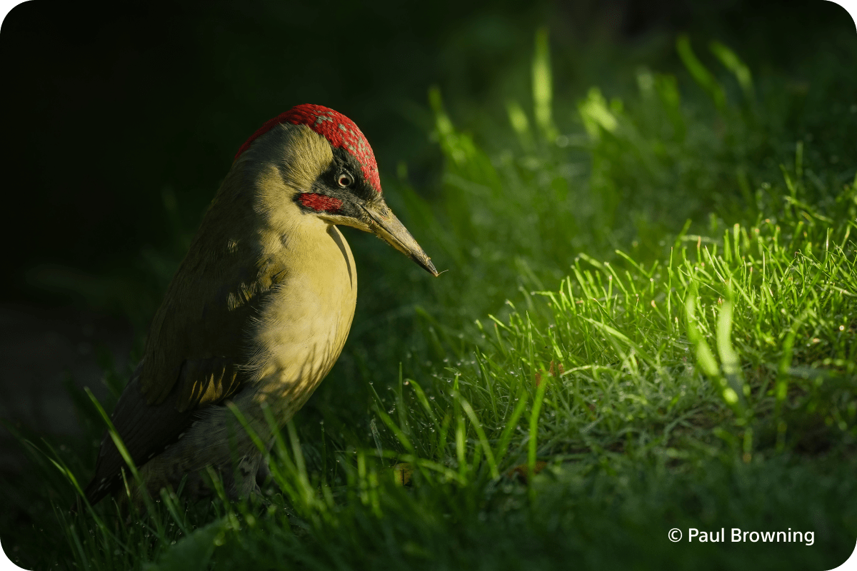 Wydajniejszy system AF